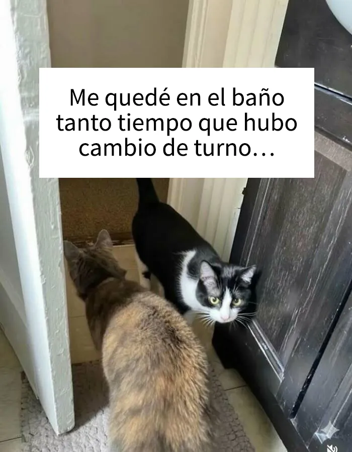 18 memes que les subirán el ánimo al instante