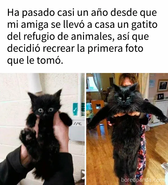 Si han tenido un mal día, estos 18 memes adorables son justo lo que necesitan (Nuevas imágenes)