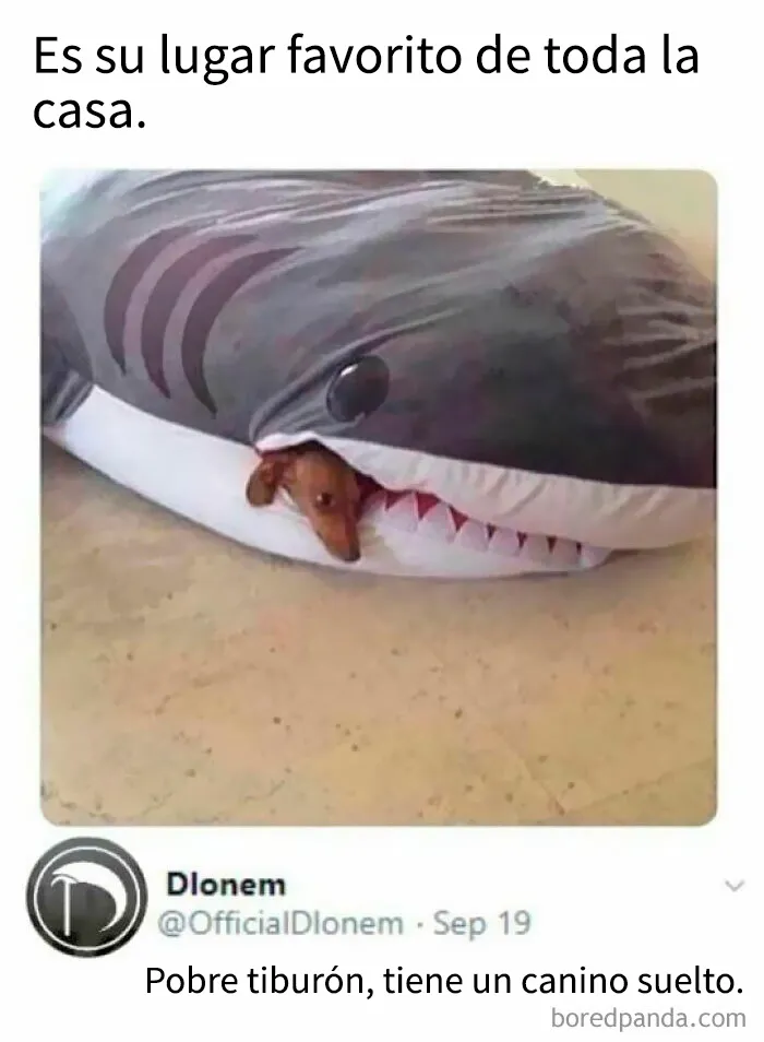 Si han tenido un mal día, estos 18 memes adorables son justo lo que necesitan (Nuevas imágenes)