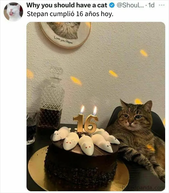 Si han tenido un mal día, estos 18 memes adorables son justo lo que necesitan (Nuevas imágenes)