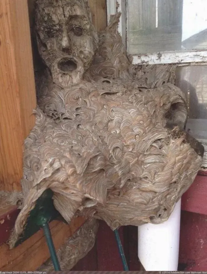 Nido de avispas o avispones construido alrededor de una máscara que parece la mitad de un torso humano.😬😬