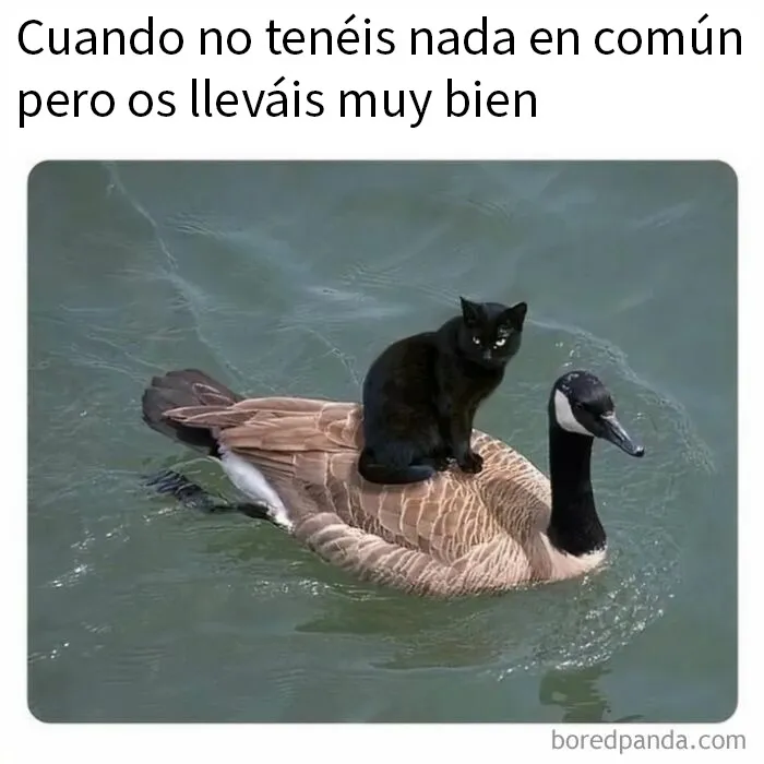 Si llevas un tiempo sin reírte, estos 20 memes quizá te ayuden