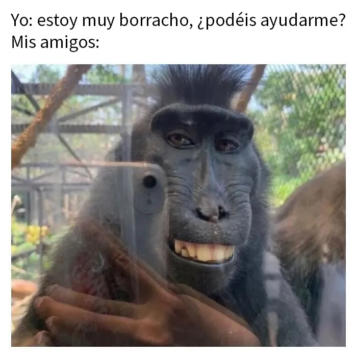 20 Memes e imágenes de animales tan divertidos como reconfortantes para hacerte sonreír