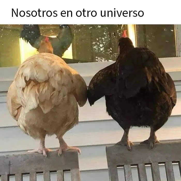 20 Memes e imágenes de animales tan divertidos como reconfortantes para hacerte sonreír