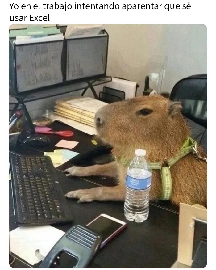 20 Memes e imágenes de animales tan divertidos como reconfortantes para hacerte sonreír