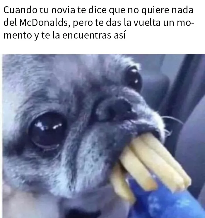 20 Memes e imágenes de animales tan divertidos como reconfortantes para hacerte sonreír