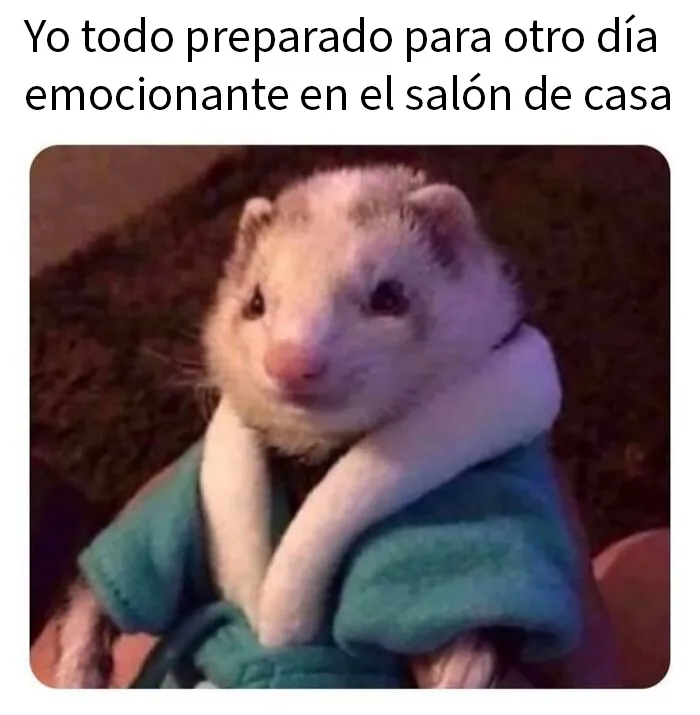 20 Memes e imágenes de animales tan divertidos como reconfortantes para hacerte sonreír