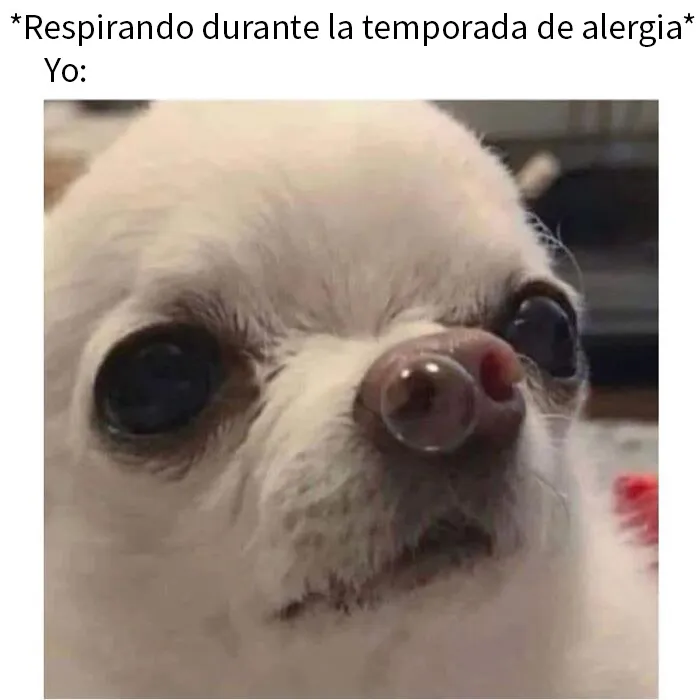 20 Memes e imágenes de animales tan divertidos como reconfortantes para hacerte sonreír