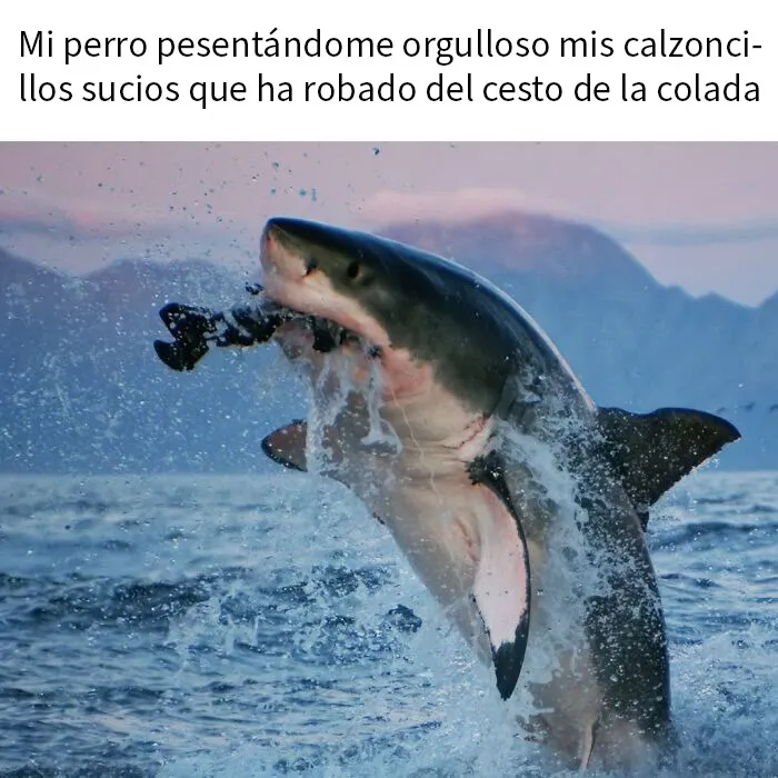 20 Memes e imágenes de animales tan divertidos como reconfortantes para hacerte sonreír