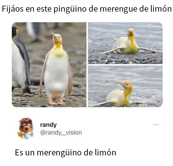 20 Memes e imágenes de animales tan divertidos como reconfortantes para hacerte sonreír