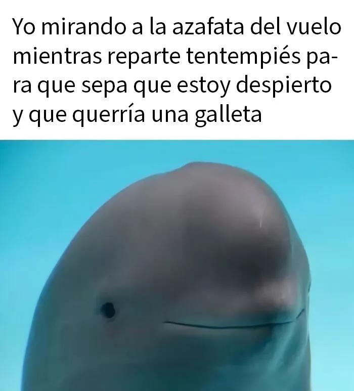 20 Memes e imágenes de animales tan divertidos como reconfortantes para hacerte sonreír