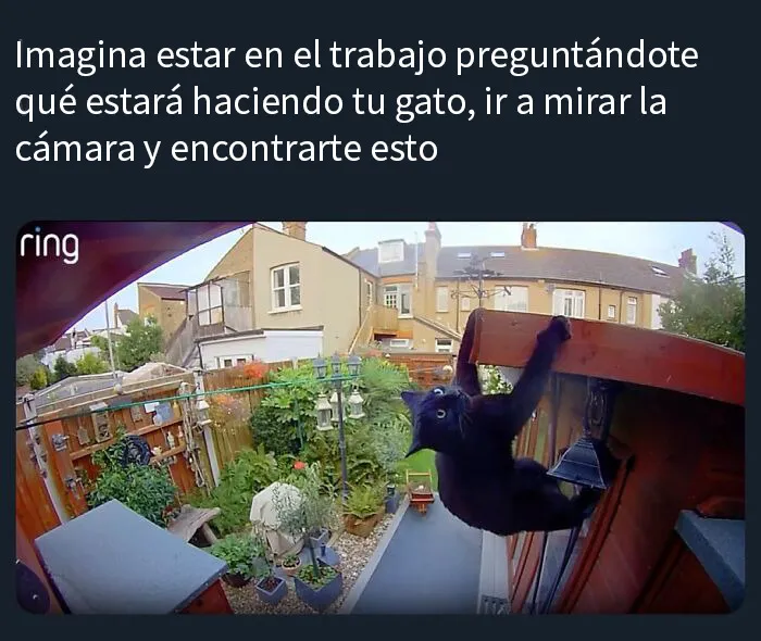 20 Memes e imágenes de animales tan divertidos como reconfortantes para hacerte sonreír