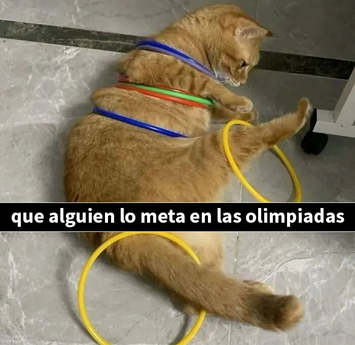 20 Memes e imágenes de animales tan divertidos como reconfortantes para hacerte sonreír