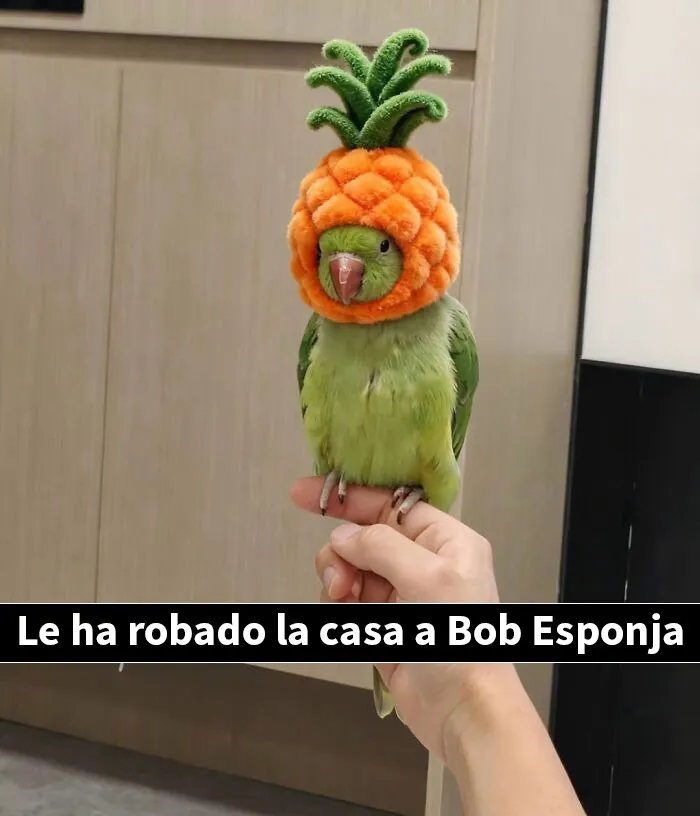 20 Memes e imágenes de animales tan divertidos como reconfortantes para hacerte sonreír