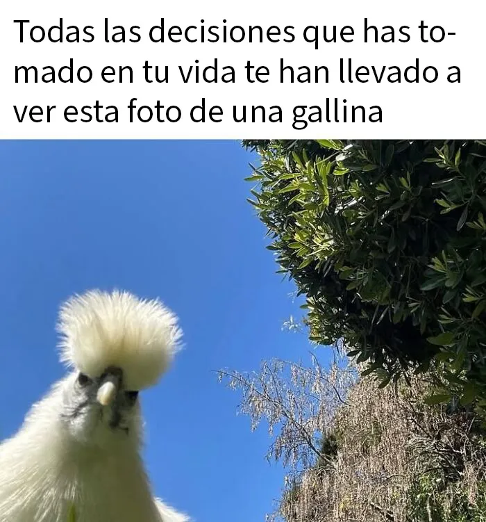 20 Memes e imágenes de animales tan divertidos como reconfortantes para hacerte sonreír