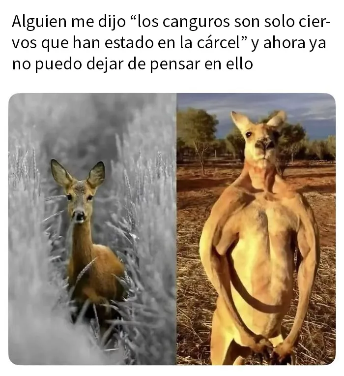 20 Memes e imágenes de animales tan divertidos como reconfortantes para hacerte sonreír