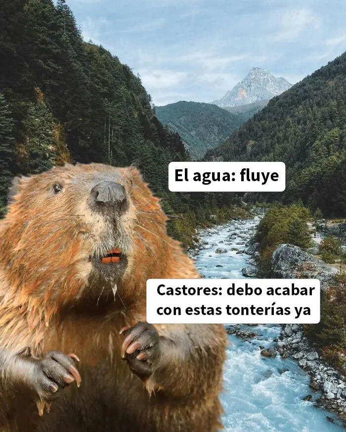 20 Memes e imágenes de animales tan divertidos como reconfortantes para hacerte sonreír