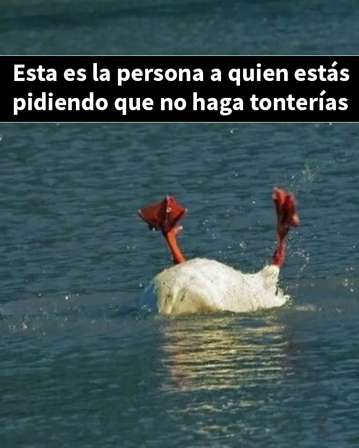 20 Memes e imágenes de animales tan divertidos como reconfortantes para hacerte sonreír