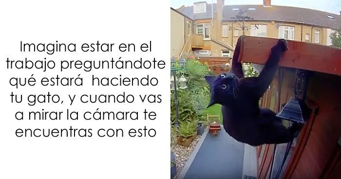 20 Memes e imágenes de animales tan divertidos como reconfortantes para hacerte sonreír