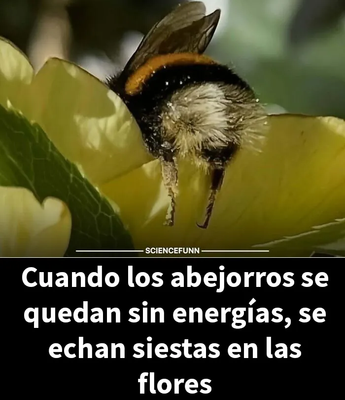 20 Divertidos memes sobre ciencia que combinan humor y conocimiento a la perfección