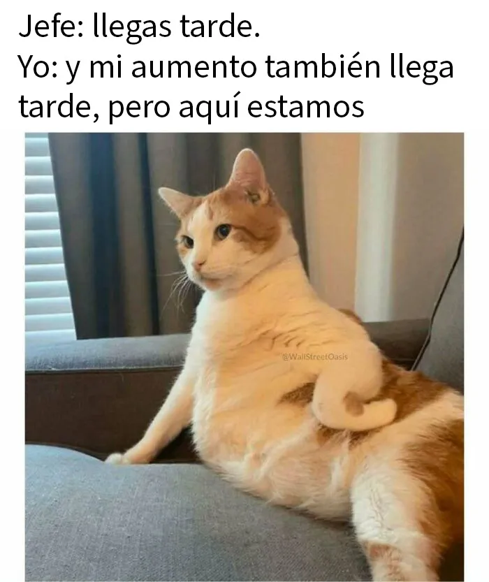 20 Divertidos memes para recordarte lo adorables que son los gatos