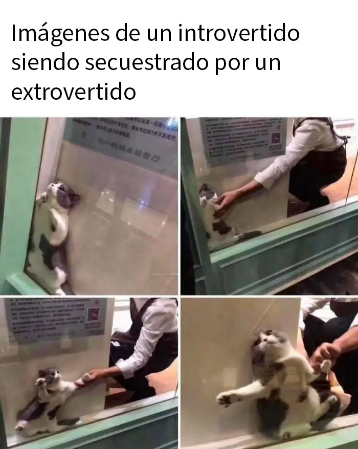 20 Divertidos memes para recordarte lo adorables que son los gatos