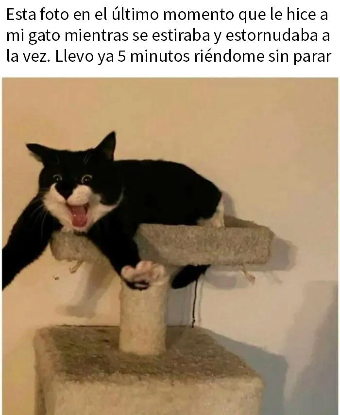 20 Divertidos memes para recordarte lo adorables que son los gatos
