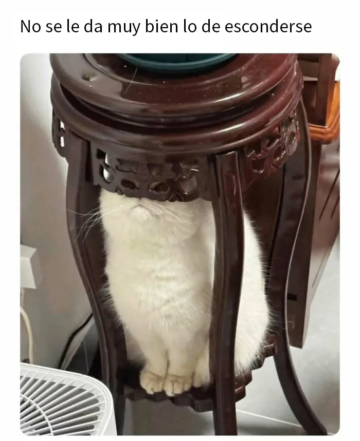 20 Divertidos memes para recordarte lo adorables que son los gatos