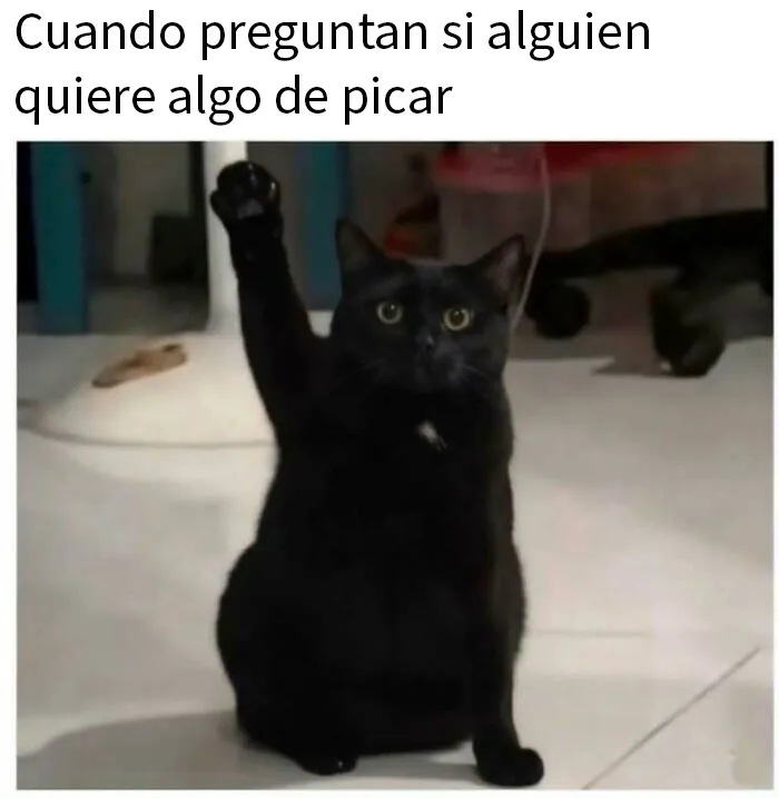 20 Divertidos memes para recordarte lo adorables que son los gatos