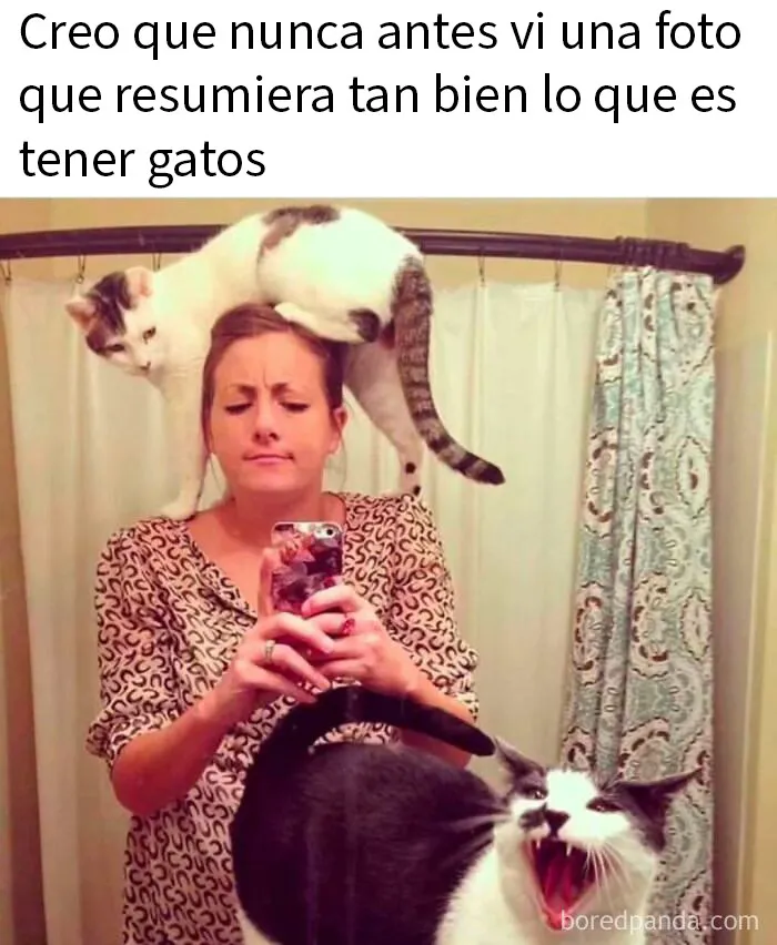 20 Divertidos memes para recordarte lo adorables que son los gatos