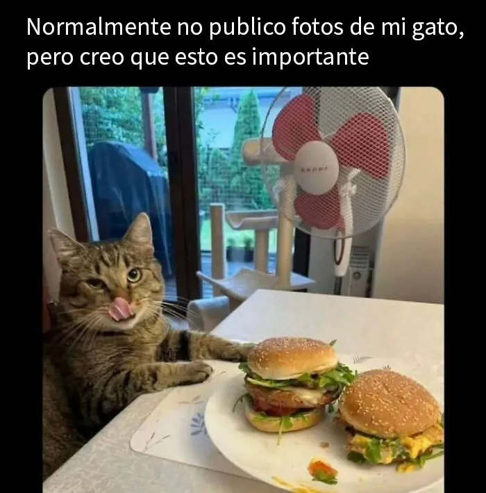 20 Divertidos memes para recordarte lo adorables que son los gatos