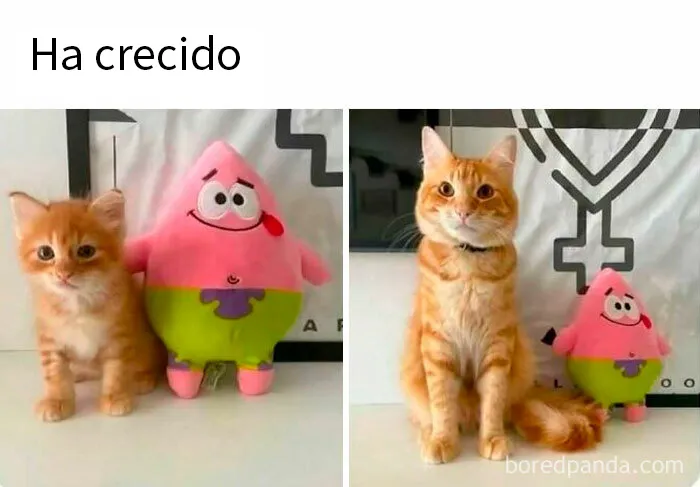 20 Divertidos memes para recordarte lo adorables que son los gatos