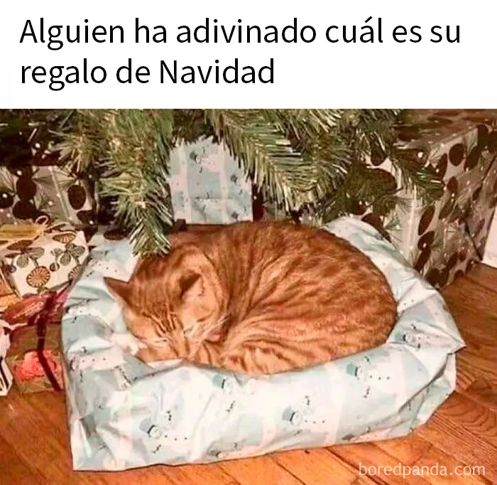 20 Divertidos memes para recordarte lo adorables que son los gatos