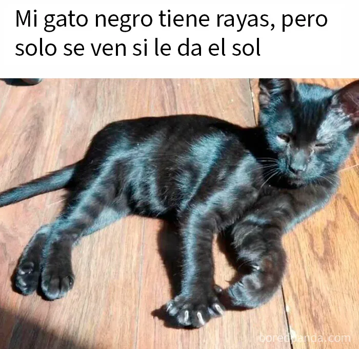 20 Divertidos memes para recordarte lo adorables que son los gatos