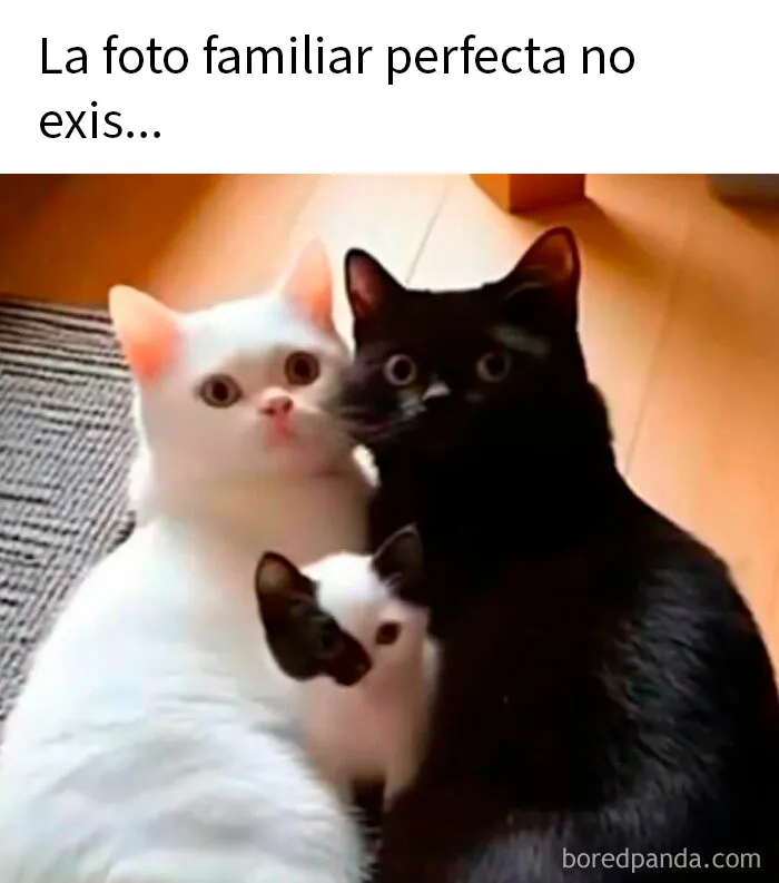 20 Divertidos memes para recordarte lo adorables que son los gatos