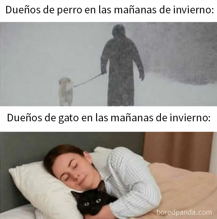 20 Divertidos memes para recordarte lo adorables que son los gatos