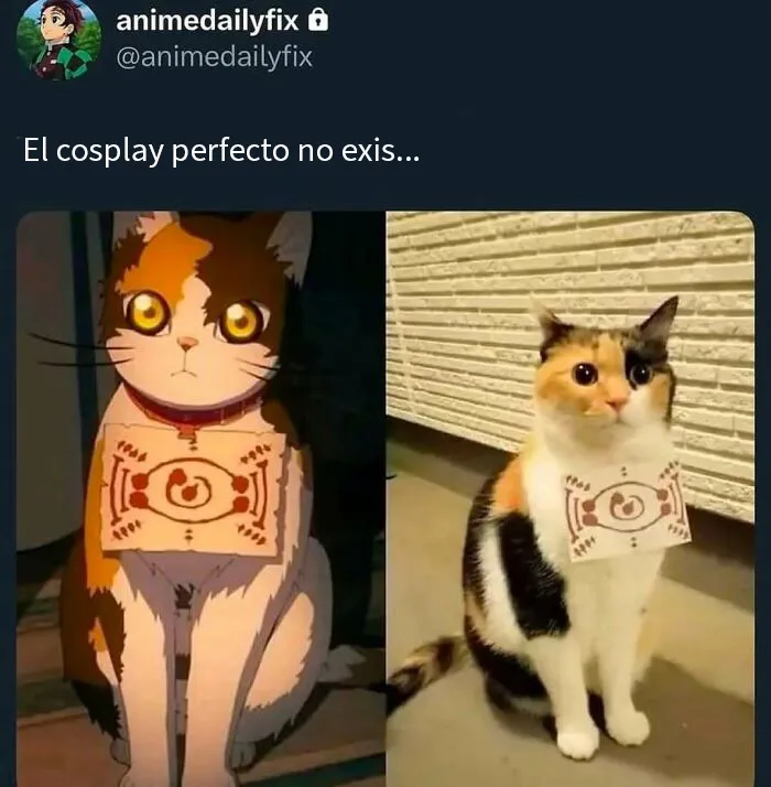 20 Divertidos memes para recordarte lo adorables que son los gatos