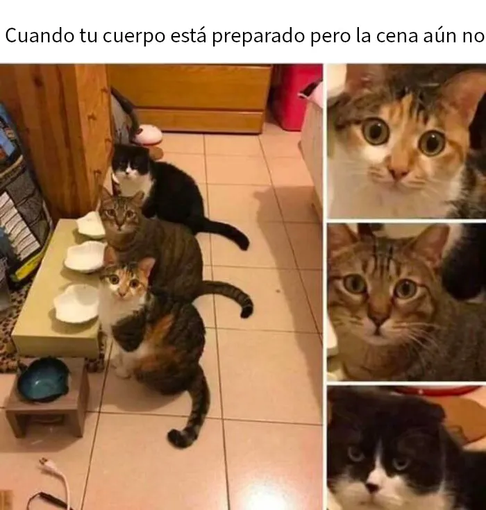 20 Divertidos memes para recordarte lo adorables que son los gatos