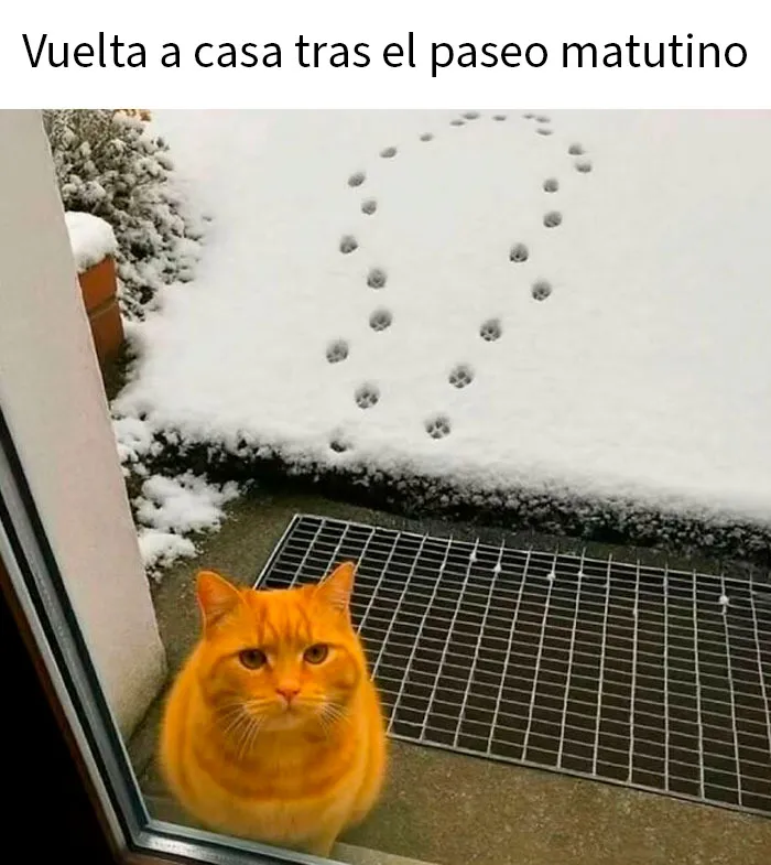 20 Divertidos memes para recordarte lo adorables que son los gatos