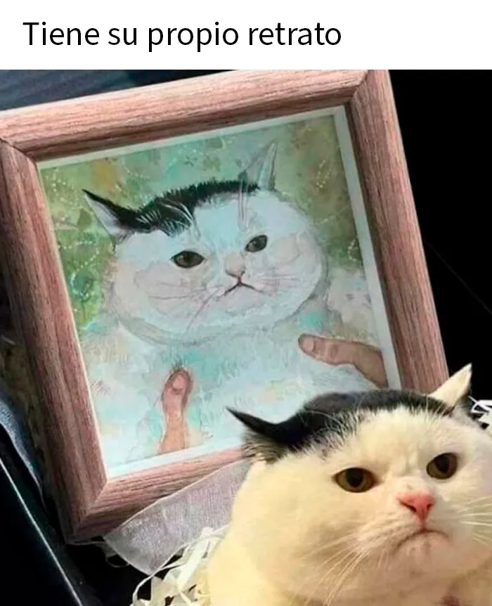20 Divertidos memes para recordarte lo adorables que son los gatos