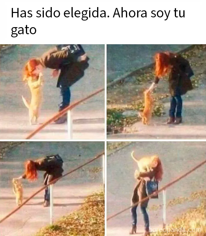 20 Divertidos memes para recordarte lo adorables que son los gatos