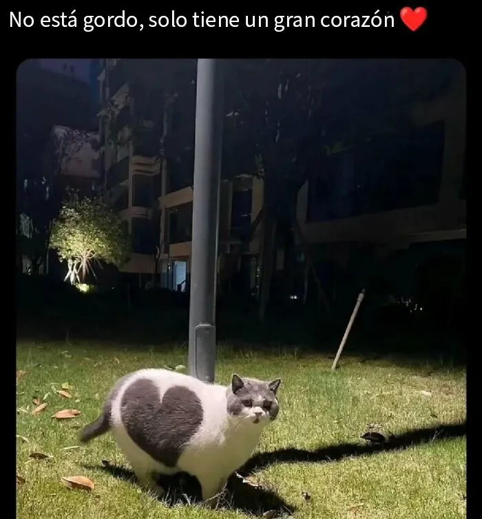20 Divertidos memes para recordarte lo adorables que son los gatos