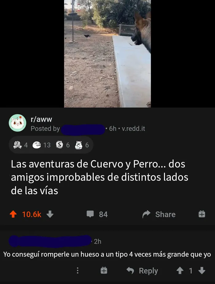 En una publicación de un perro jugando con un cuervo