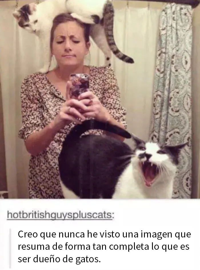 Dueños de gatos