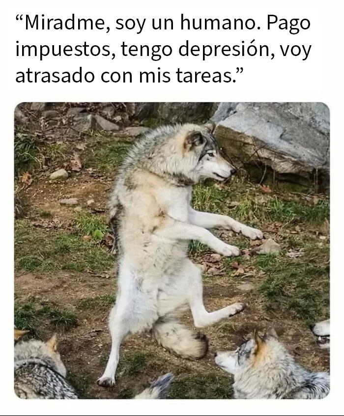 El comediante de la manada