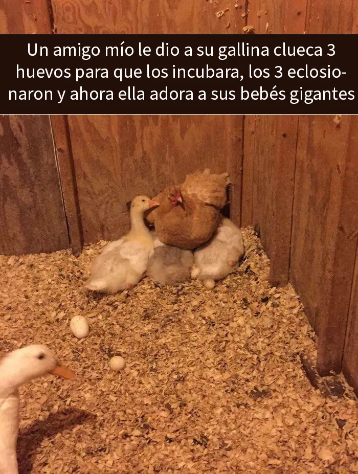 Amor de madre