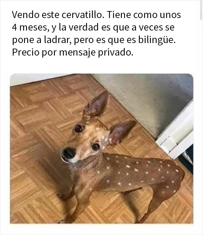 20 Comentarios que acabaron siendo mejores que la publicación original