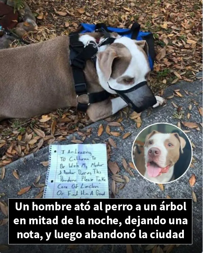 12 Historias de animales cuyas vidas cambiaron después de que alguien por fin los ayudara