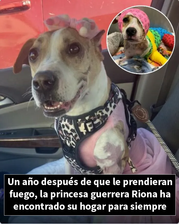 12 Historias de animales cuyas vidas cambiaron después de que alguien por fin los ayudara