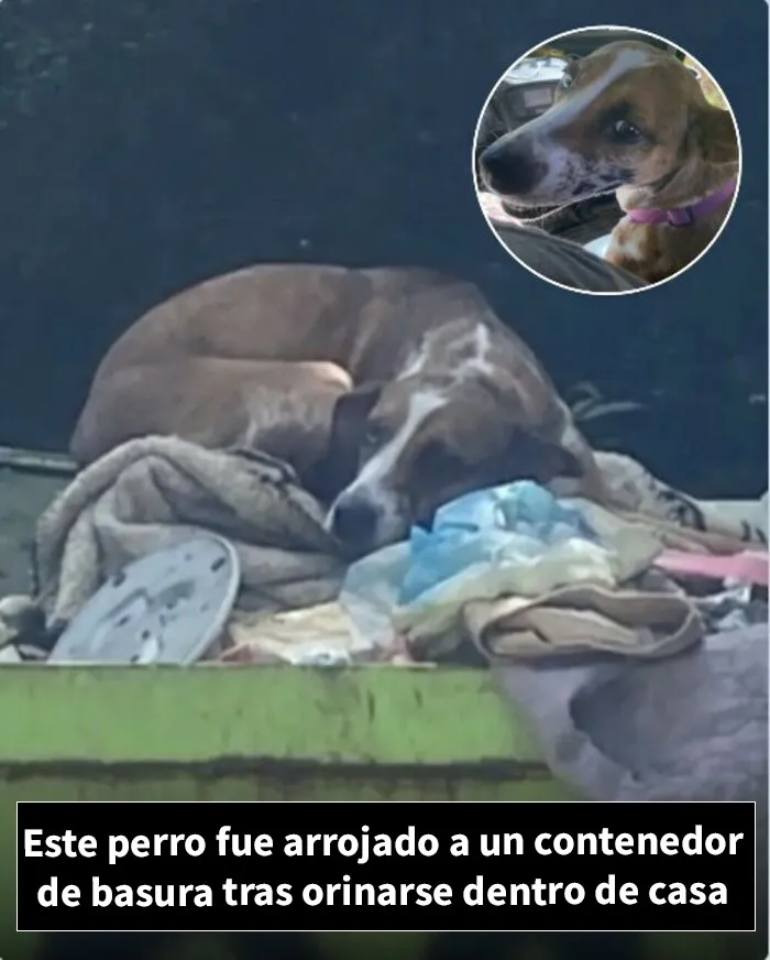 12 Historias de animales cuyas vidas cambiaron después de que alguien por fin los ayudara